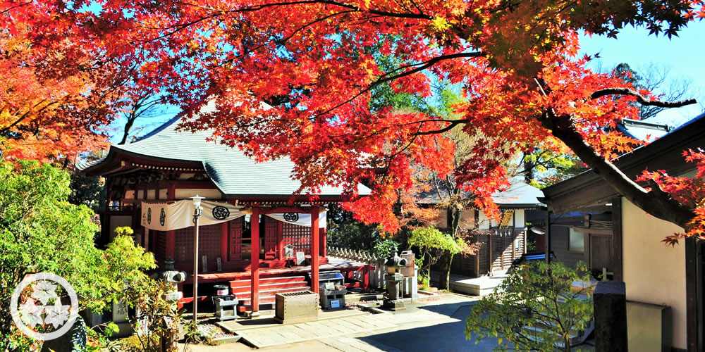 紅葉